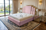 Pink Plush Velvet